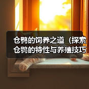 仓鸮的饲养之道(探索仓鸮的特性与养殖技巧)(图3) 仓鸮饲养之道全攻略(图3)