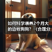 边牧幼犬科学喂养全攻略