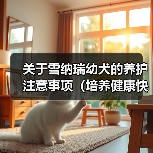 雪纳瑞幼犬养护全攻略