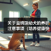 关于雪纳瑞幼犬的养护注意事项(培养健康快乐的雪纳瑞幼犬,关键在于细致养护)(图3) 雪纳瑞幼犬养护全攻略(图3)