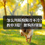 怎么判断狗狗冷不冷?教你3招!附狗狗保暖小Tips✔(图2) 怎么判断狗狗冷不冷?教你3招!附狗狗保暖小Tips✔全攻略(图2)