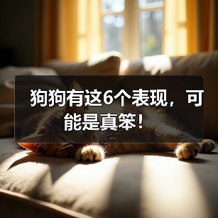 狗狗有这6个表现可能是真笨全攻略