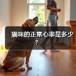猫咪的正常心率是多少?(图2) 猫咪正常心率范围全攻略(图2)