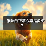猫咪的正常心率是多少?(图4) 猫咪正常心率范围全攻略(图4)