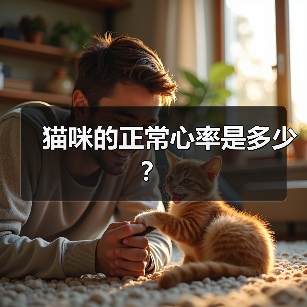 猫咪正常心率范围全攻略