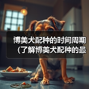 博美犬配种时间周期与注意事项｜繁殖全攻略(图4)