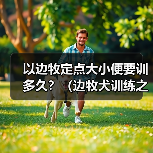 边牧定点大小便训练全攻略(图3)