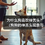 狗狗伸舌头原因与温度调节全攻略