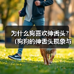 狗狗伸舌头原因与温度调节全攻略(图3)