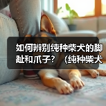 如何辨别纯种柴犬的脚趾和爪子?(纯种柴犬爪子的颜色是什么?)(图2) 如何辨别纯种柴犬脚趾爪子颜色全攻略(图2)