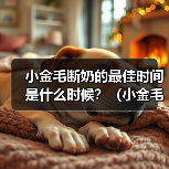 小金毛断奶的最佳时间是什么时候?(小金毛断奶时间的重要性及影响因素)(图2) 小金毛断奶时间指南|科学选择影响健康发育(图2)