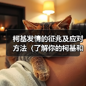 柯基发情期征兆与应对方法｜全面指南