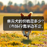 贵宾犬价格受哪些因素影响｜购买全攻略(图2)