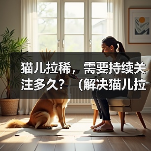 猫儿拉稀需要关注多久｜耐心细心是关键