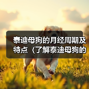 泰迪母狗月经周期特点及繁殖准备指南(图4)