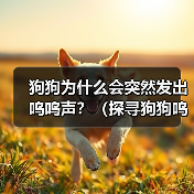 狗狗突然呜呜声原因解析｜科学养宠指南(图3)