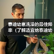 泰迪幼崽洗澡频率指南｜科学护理全解析(图3)