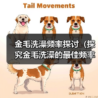 金毛洗澡频率探讨(探究金毛洗澡的最佳频率及注意事项)(图3) 金毛洗澡频率指南|科学护理全解析(图3)