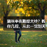 猫咪半夜跑酷太吵?教你几招,从此一觉到天亮!(图2) 猫咪半夜跑酷太吵?实用解决技巧|养猫指南(图2)