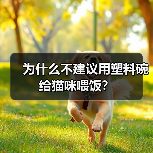 塑料猫碗危害揭秘｜养猫必备知识(图1)