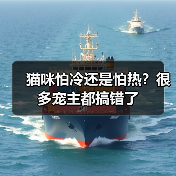猫咪怕冷还是怕热？科学温度指南｜养猫实用技巧(图2)