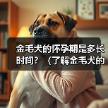金毛犬的怀孕期是多长时间?(了解金毛犬的繁殖周期和怀孕持续时间)(图3) 金毛犬怀孕期多久?繁殖周期与护理全攻略(图3)