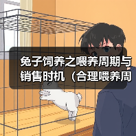 兔子喂养周期与销售策略｜实用养殖指南