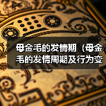母金毛发情周期及行为变化全攻略(图4)
