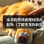 金毛狗月经后何时适合配狗(了解金毛狗的生理周期及最佳配狗时机)(图3) 金毛狗月经后配种时机全攻略(图3)
