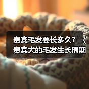 贵宾毛发要长多久?(贵宾犬的毛发生长周期和保养关键)(图2) 贵宾犬毛发生长周期与保养技巧全攻略(图2)