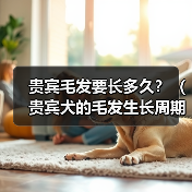 贵宾犬毛发生长周期与保养技巧全攻略