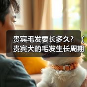 贵宾毛发要长多久?(贵宾犬的毛发生长周期和保养关键)(图4) 贵宾犬毛发生长周期与保养技巧全攻略(图4)
