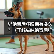 猫绝育后狂躁期持续多久｜科学应对全攻略