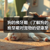 狗的换牙期护理全攻略｜宠物健康必读