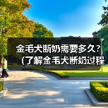 金毛犬断奶时间及关键因素｜科学喂养全攻略