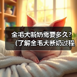 金毛犬断奶需要多久?(了解金毛犬断奶过程及时间长度的关键因素)(图3) 金毛犬断奶时间及关键因素|科学喂养全攻略(图3)