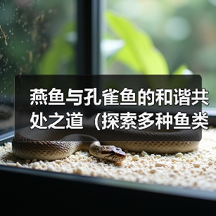 燕鱼孔雀鱼共养技巧斗鱼是否适合共处全攻略
