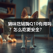 猫咪吃辅酶Q10有用吗？安全服用指南(图2)