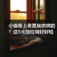 小猫身上有异味怎么处理｜常见原因及解决方法全攻略(图3)