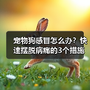 宠物狗感冒怎么办？快速恢复指南