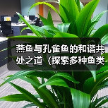 燕鱼与孔雀鱼的和谐共处之道(探索多种鱼类饲养的可行性,斗鱼是否适宜?)(图4) 燕鱼孔雀鱼共养技巧斗鱼是否适合共处全攻略(图4)