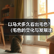 以马犬毛色发展规律解析｜养犬必备知识
