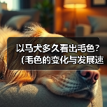 以马犬多久看出毛色?(毛色的变化与发展速度)(图3) 以马犬毛色发展规律解析|养犬必备知识(图3)