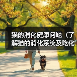 猫消化健康问题及化毛膏喂食频率指南