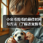 小金毛剪毛的最佳时间与方法(了解适宜剪毛的时机,让小金毛焕然一新)(图2) 小金毛剪毛时间与方法|全面护理指南(图2)
