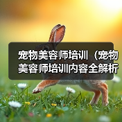 宠物美容师培训内容全解析｜行业专家成长指南