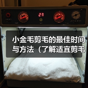小金毛剪毛时间与方法｜全面护理指南