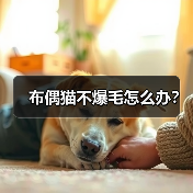 布偶猫爆毛不明显怎么办｜毛发护理全攻略(图4)