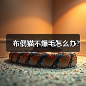 布偶猫爆毛不明显怎么办｜毛发护理全攻略(图3)
