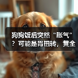 狗狗饭后胀气可能是胃扭转｜急救全攻略(图1)